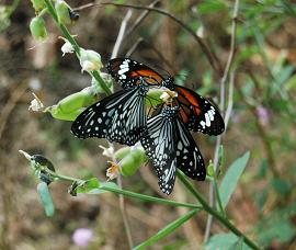 Three Butterflies