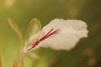 Cardamom