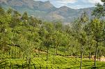 More on Munnar... Munnar