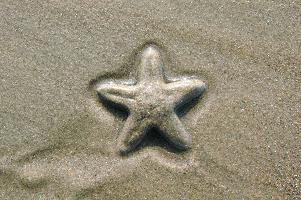 Starfish Kerala Beach