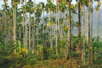 Wayanad Hills