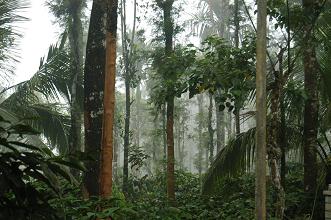 Wayanad Hillstations