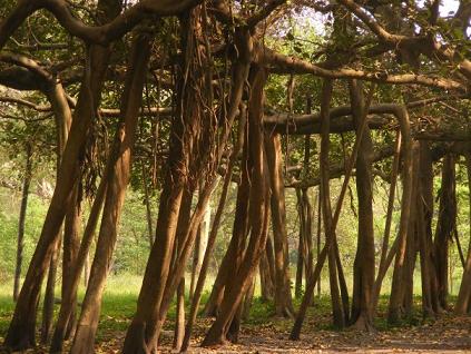 banyan tree picture