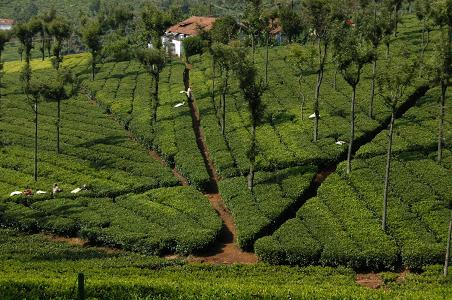 Coonoor Picture