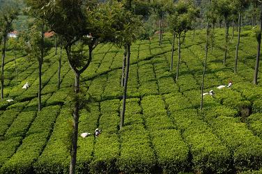 Coonoor Tea Plantation