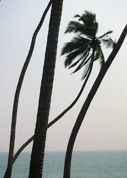 Palm Trees Kerala