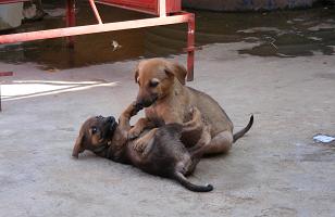 Puppies in Hampi