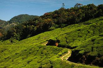 Tea In Munnar