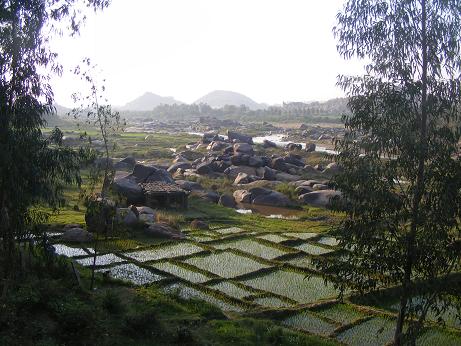 humpi rice paddy picture