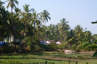 Siolim fields