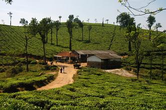 Nilgiri Tea, Kerala