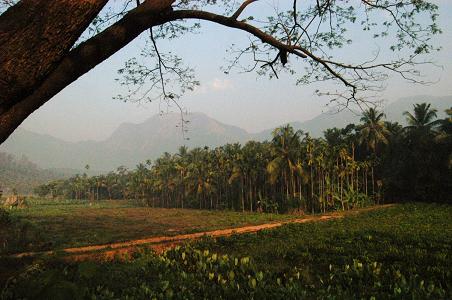 Kerala Picture Scene