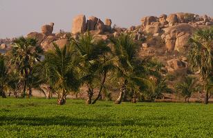 Virupapuragadda Fields